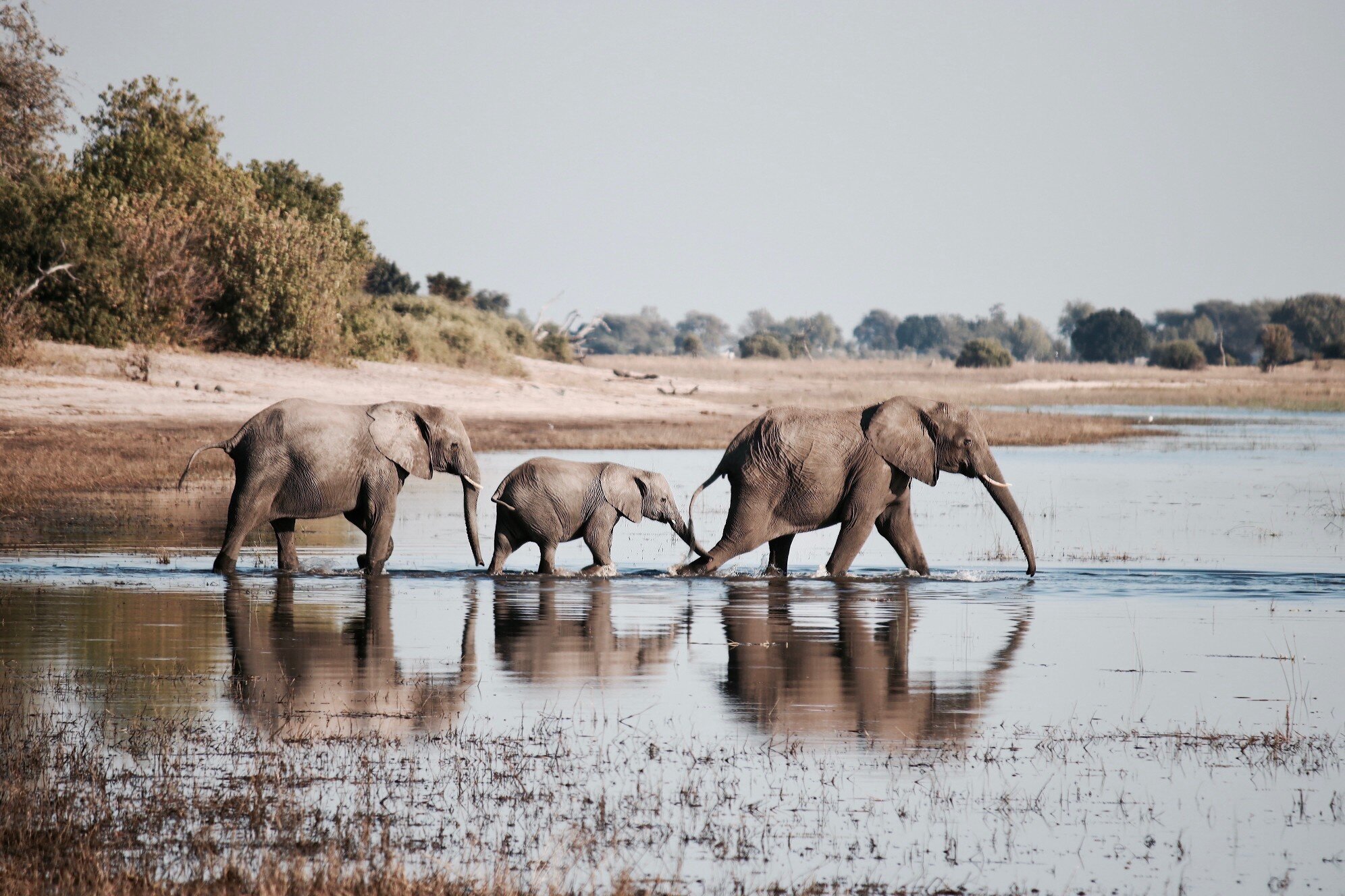 a-mother-elephant-with-her-two-children-crossing-a-river_t20_lo3ApZ (1).jpg