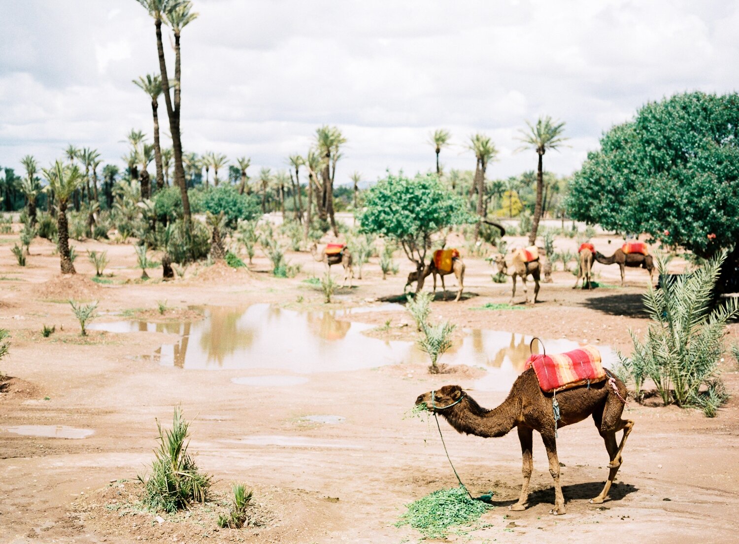 travel-dessert-africa-camel-morocco-holiday-lifestyle-palmtree-marrakech_t20_eojjRb.jpg