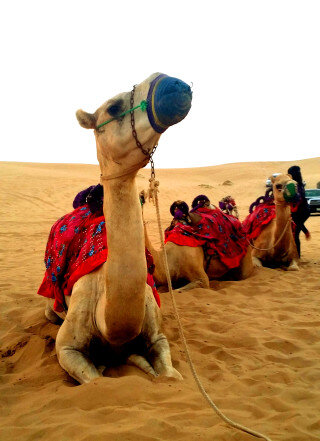 Dubai camel 4.jpg