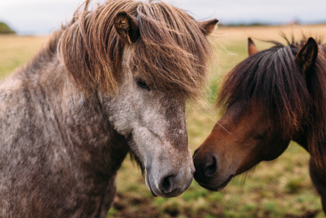 Iceland horses 3.jpg