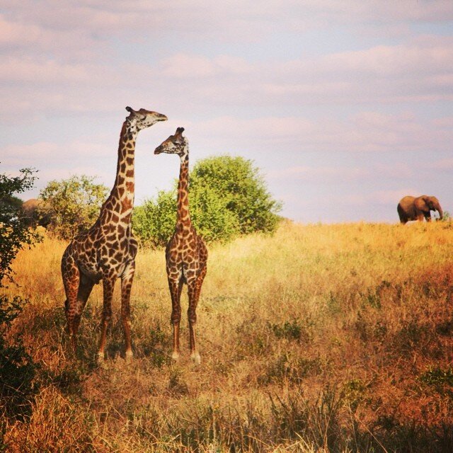 giraffes-and-an-elephant-taken-in-july-2014-in-the-tarangire-national-park-tanzania_t20_Yz3W4E.jpg