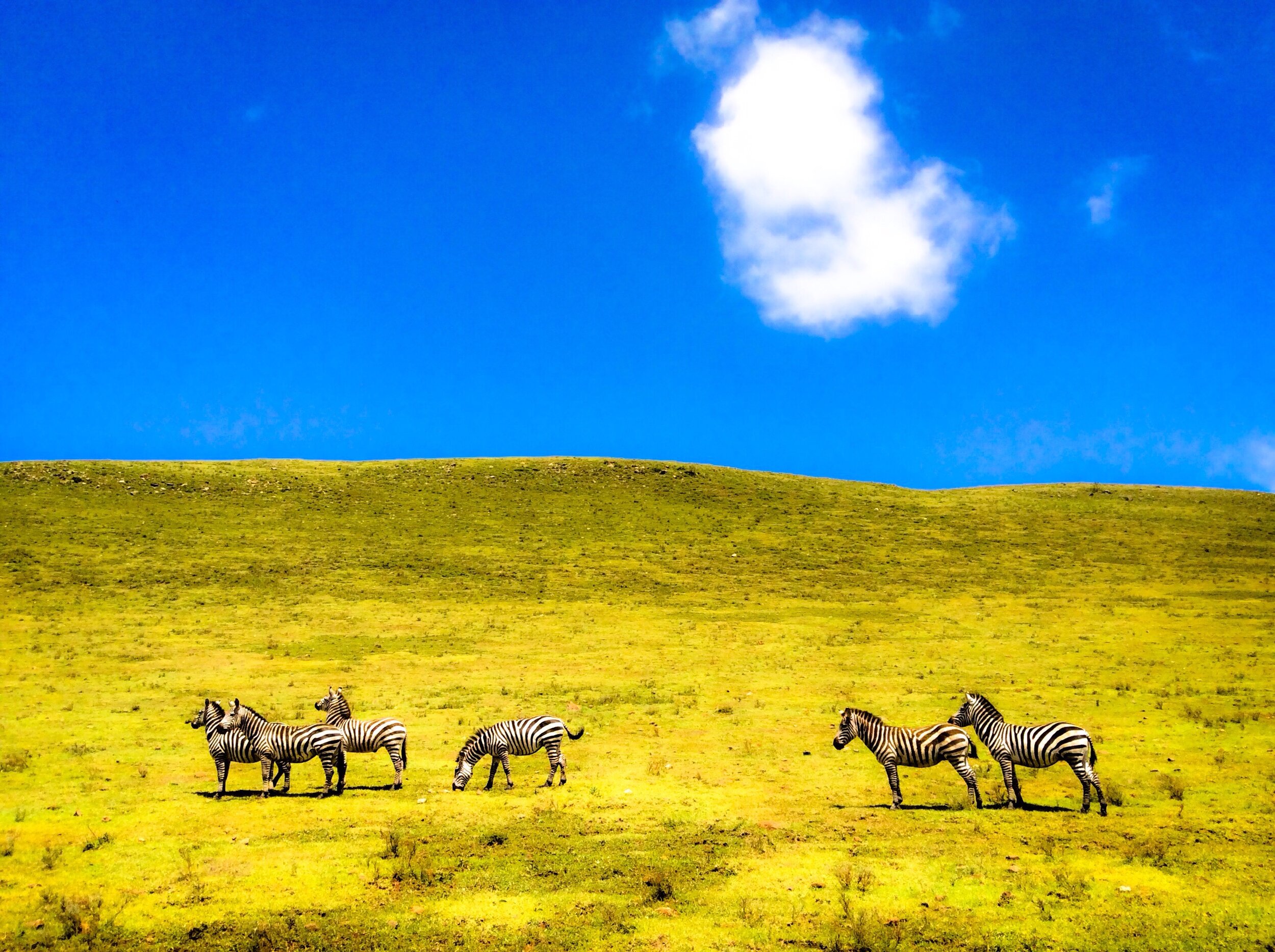 zebras-on-a-hillside-in-tanzania-africa-on-a-beautiful-blue-sky-day_t20_bky9VB.jpg