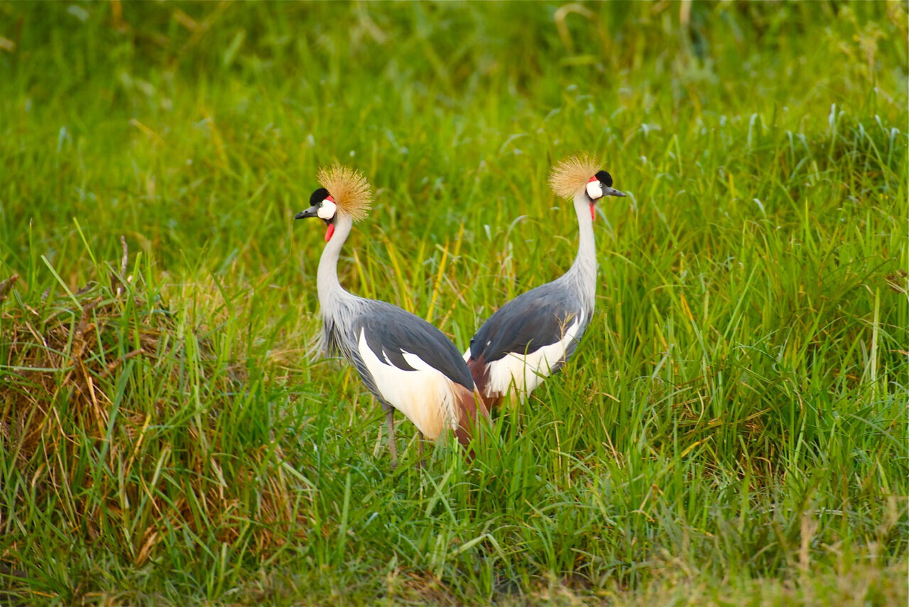 crested-cranes-at-lewa-wildlife-conservancy-kenya_t20_8xyodj.jpg