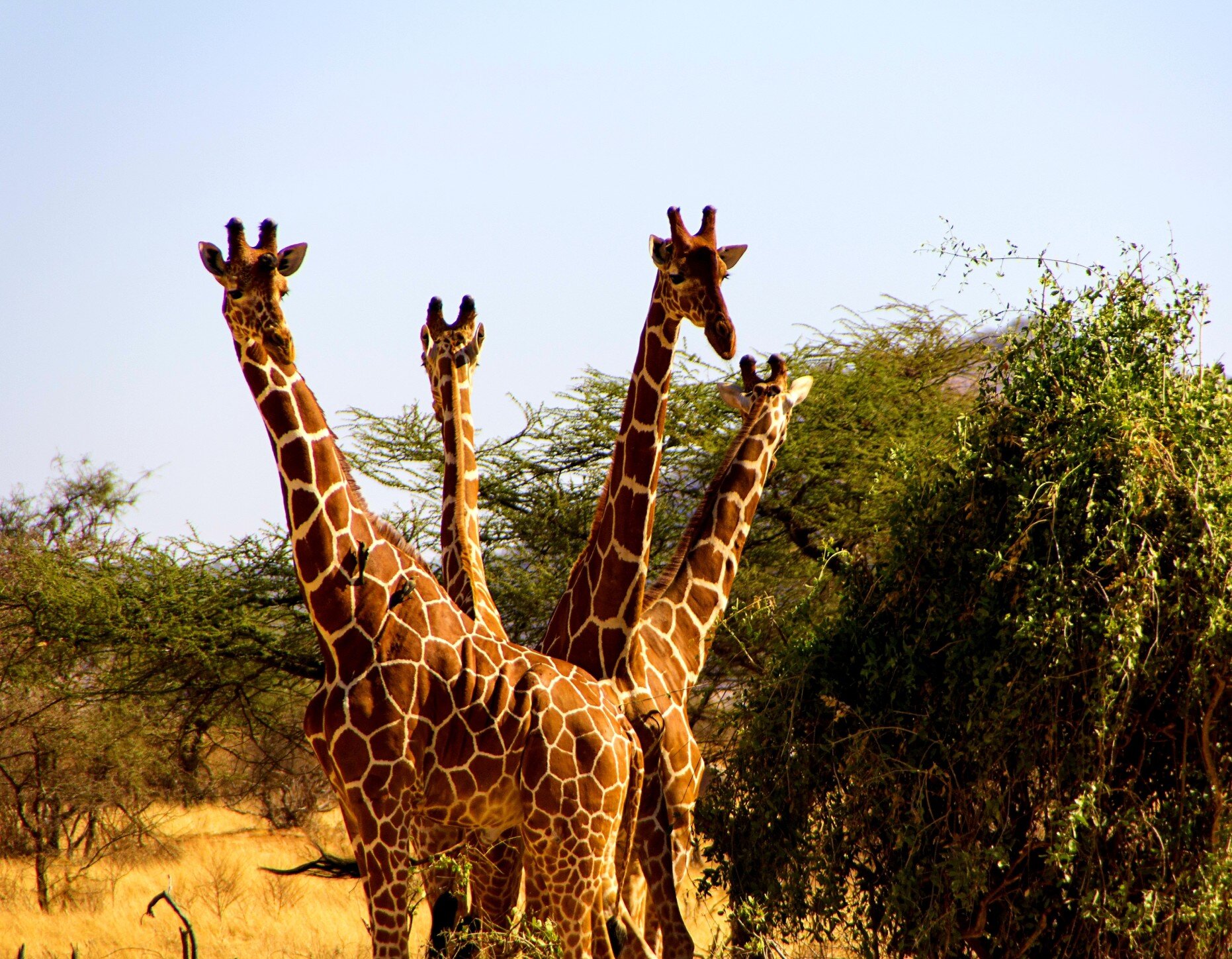 four-giraffes-in-the-african-savannah-kenya-nominated_t20_0x3o3v.jpg